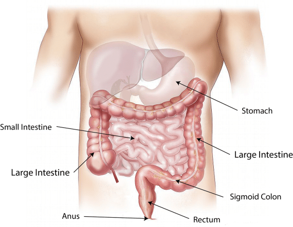 GI tract