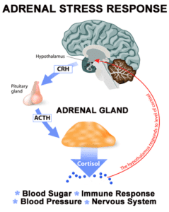 Adrenal-Stress-Response