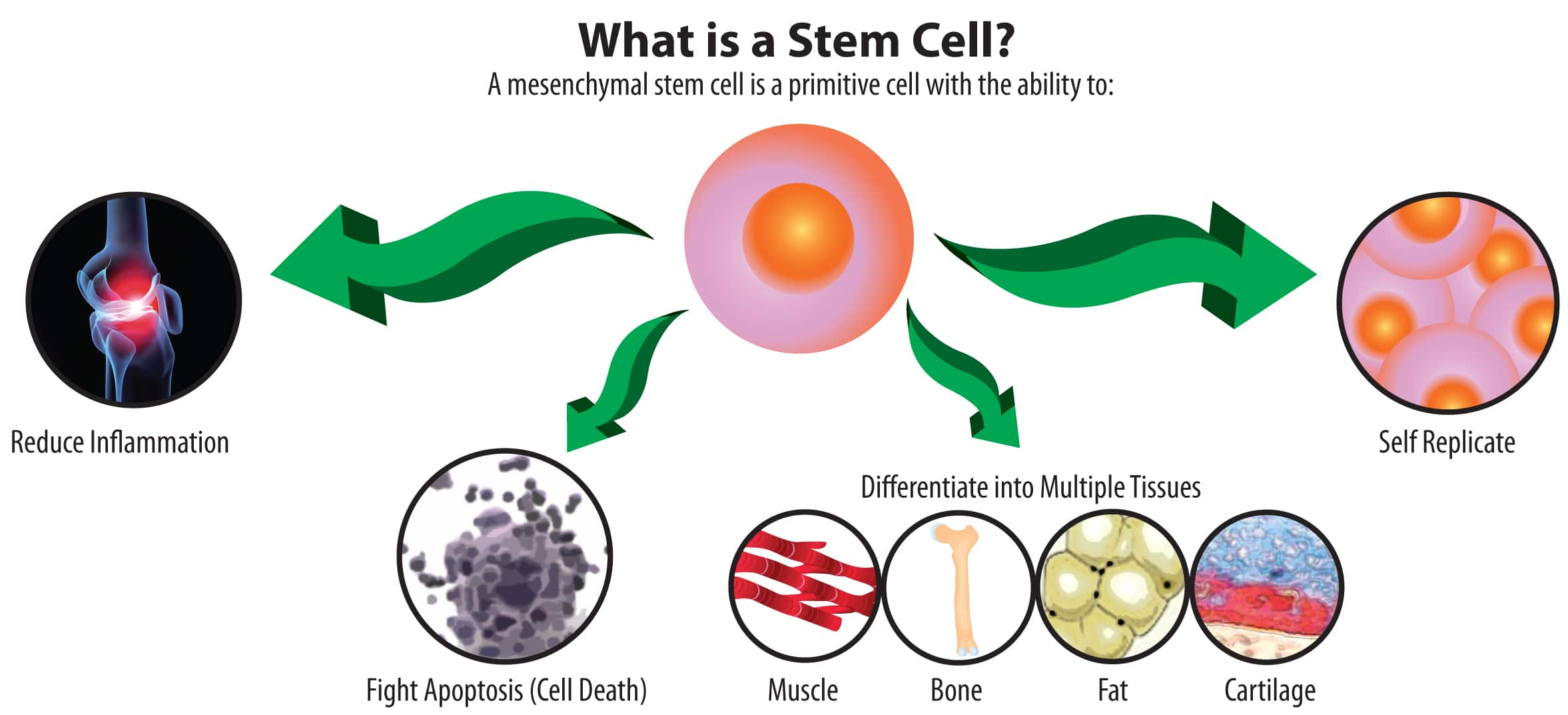 What Are Stem Cells Kid Definition